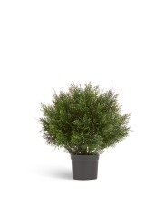 Туя уличная Брабант пушистая шаровидная в-60 см, д-55 см 2/6