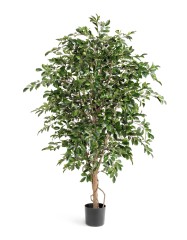 Фикус Фолиа 130 см 2/2