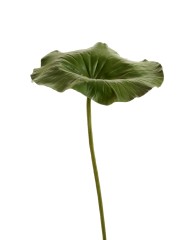 Лист Лотоса большой в-87 см, д-38х30 см 6/18