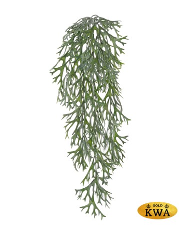 Стегхорн (Оленьи рога) куст ампельный в-70 см, ш-20 см 18/180