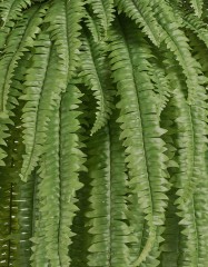 Папоротник Бостон Новый свисающий Лардж натуральный зеленый ш-до 90 см, в-125 см (84 листа) 2/4