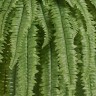 Папоротник Бостон Новый свисающий Лардж натуральный зеленый ш-до 90 см, в-125 см (84 листа) 2/4