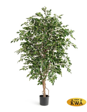 Фикус Фолиа 165 см 2/2