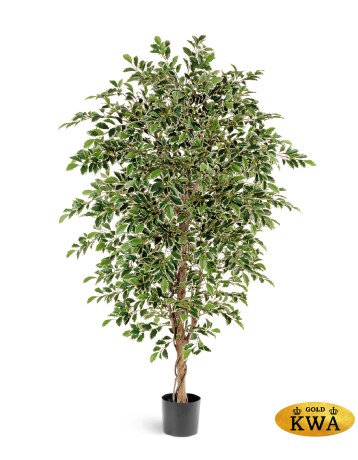 Фикус Фолиа 165 см 2/2