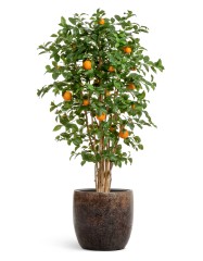 Кашпо TREEZ Effectory Metal Конус-чаша Rough с золотой патиной в-30 см, д-30 см