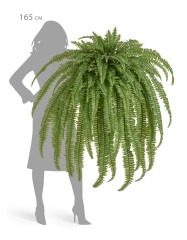 Папоротник Бостон ампельный Биг (90 листов)