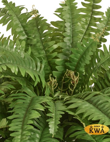 Папоротник Бостон ампельный Биг (90 листов)