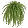 Папоротник Бостон ампельный Биг (90 листов)