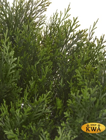 Туя уличная Брабант шаровидная в-90 см 1/2