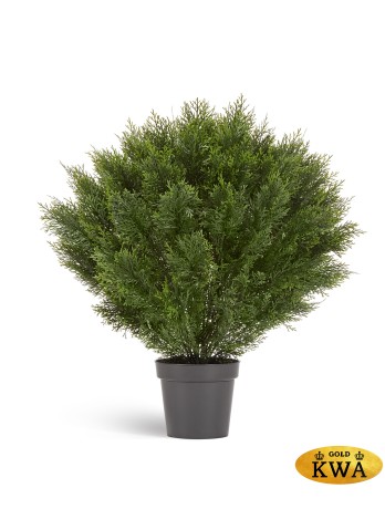 Туя уличная Брабант шаровидная в-90 см 1/2