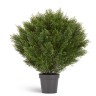 Туя уличная Брабант шаровидная в-90 см 1/2