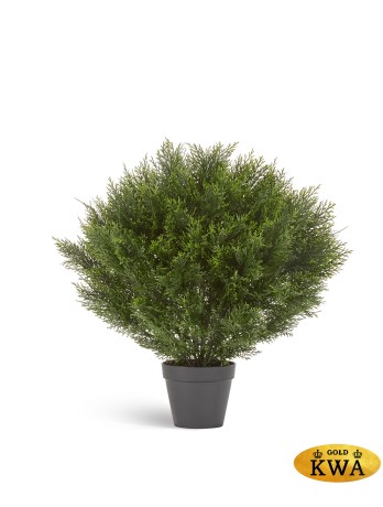 Туя уличная Брабант шаровидная в-90 см 1/2