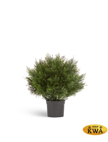 Туя уличная Брабант шаровидная в-90 см 1/2