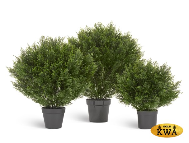 Туя уличная Брабант шаровидная в-90 см 1/2