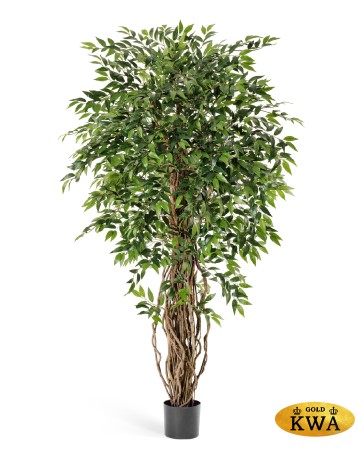 Фикус френч лиана де люкс 150 см 2/2