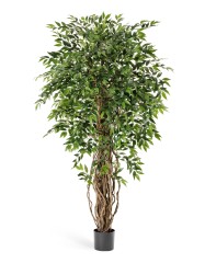 Фикус френч лиана де люкс 150 см 2/2