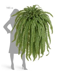 Папоротник Бостон Новый свисающий Гигант натуральный зеленый ш-до 100 см, в-150 см(122 листа) 2/2