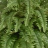 Папоротник Бостон Новый свисающий Гигант натуральный зеленый ш-до 100 см, в-150 см(122 листа) 2/2