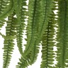Папоротник Бостон Новый свисающий Гигант натуральный зеленый ш-до 100 см, в-150 см(122 листа) 2/2