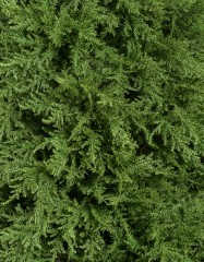 Кипарис Тауэр уличный новый 135 см 2/2