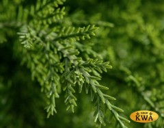 Кипарис Тауэр уличный новый 135 см 2/2