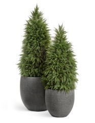 Кипарис Тауэр уличный новый 135 см 2/2