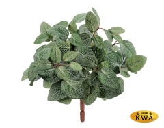 Фиттонния Сноу Тини куст в-30 см 12/144