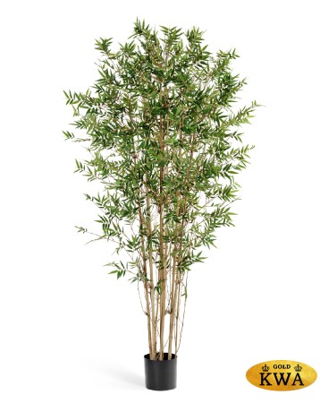 Бамбук Японский ориенталь 120 см 2/2