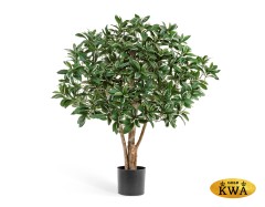 Эонимус (Бересклет) Японский в-75 см 2/2