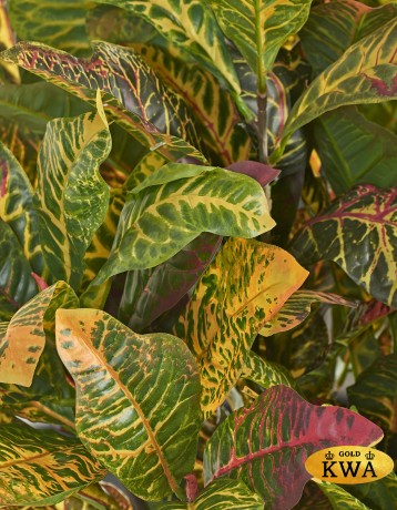 Кротон куст зелёно-жёлто-розовый в-30 см (Sensitive Botanic) 12/96