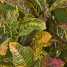 Кротон куст зелёно-жёлто-розовый в-30 см (Sensitive Botanic) 12/96