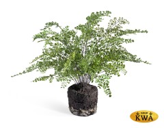 Папоротник Адиантум куст в земле с корнями д-75, в-65 см 1/1