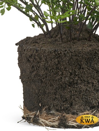 Папоротник Адиантум куст в земле с корнями д-75, в-65 см 1/1