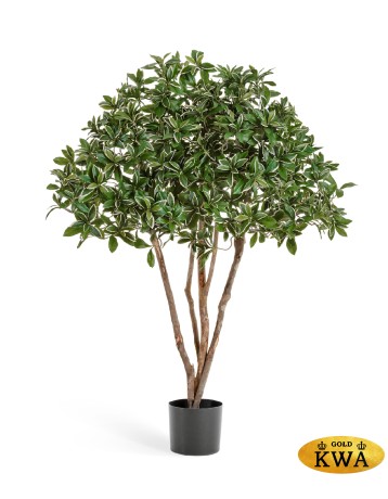 Эонимус (Бересклет) Японский зонтичный в-120 см 2/2