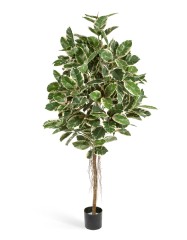 Фикус Эластика 150 см 2/2