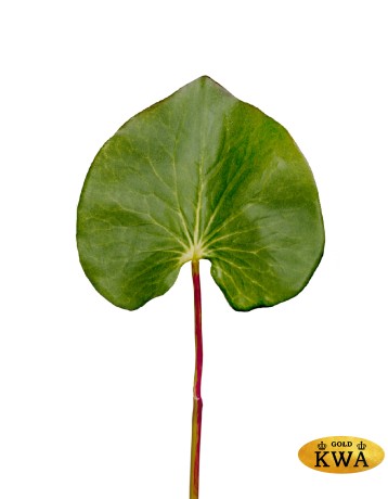 Лист галакса зелёный в-46 см д-9х12 см 24/360