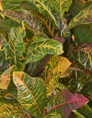 Кротон куст Мидл зелёно-жёлто-розовый в-45 см (Sensitive Botanic) 6/48