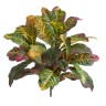 Кротон куст Мидл зелёно-жёлто-розовый в-45 см (Sensitive Botanic) 6/48
