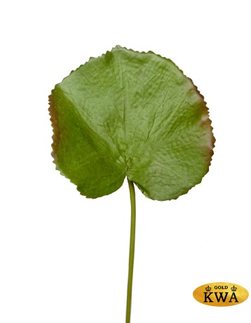 Лист галакса зелёный с бордо в-37 см д-8х10 см 24/360