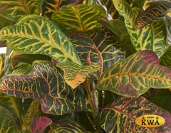 Кротон куст Большой зелёно-жёлто-розовый в-85 см (Sensitive Botanic) 4/20