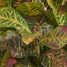 Кротон куст Большой зелёно-жёлто-розовый в-85 см (Sensitive Botanic) 4/20