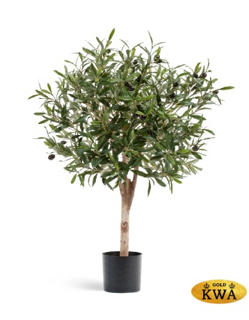 Олива Джи Шар с плодами в-75, д-50 см 2/2