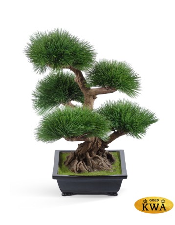 Бонсай Сосна Элит в-60 см в керамическом кашпо 1/1