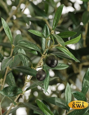 Олива Олден на толстом стволе в-210 см (сборная) 1/1