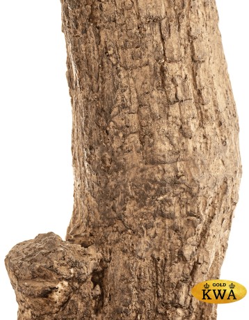 Олива Олден на толстом стволе в-210 см (сборная) 1/1