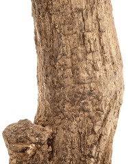 Олива Олден на толстом стволе в-210 см (сборная) 1/1