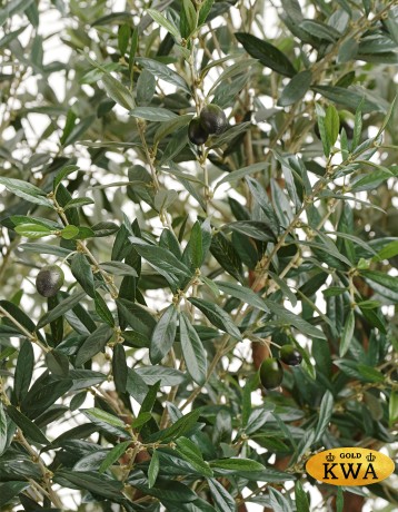 Олива Олден на толстом стволе в-210 см (сборная) 1/1