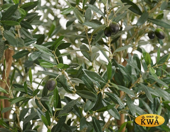 Олива Олден на толстом стволе в-210 см (сборная) 1/1