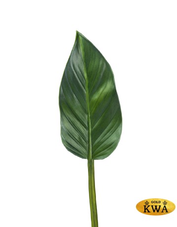 Лист Колоказии в-47см, лист 22х11 см (серия MDP) 24/144