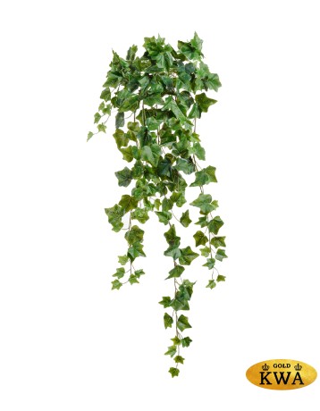 Английский плющ Олд Тэмпл зелёный Гигант в-170 см (423 листа) (Sensitive Botanic) 4/24